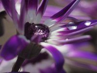 Dew Drops